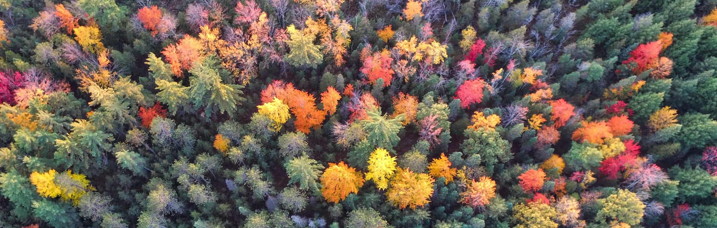 Colorful forest