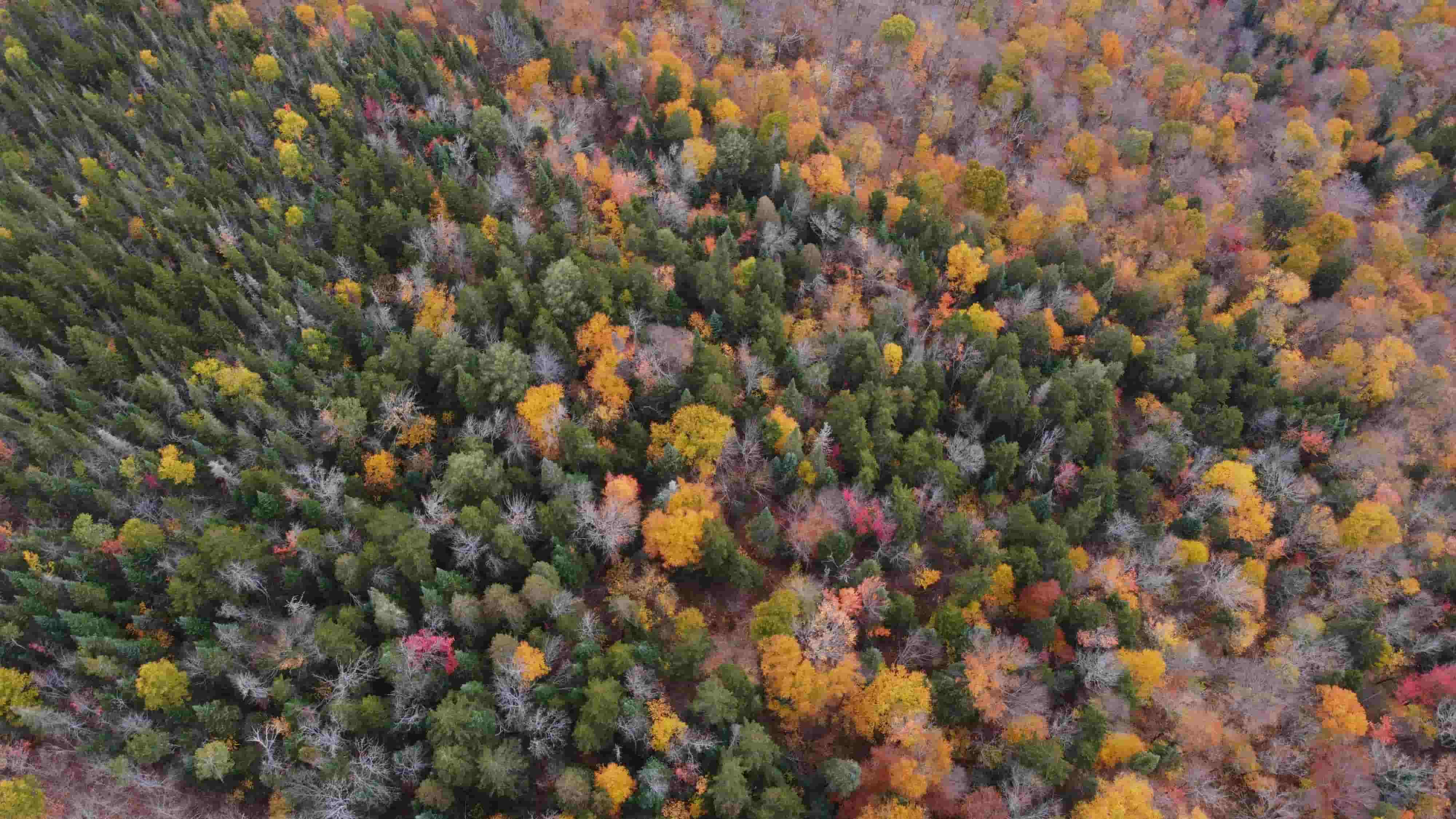 Aerial view of a forest