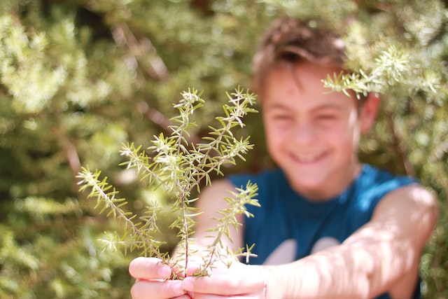 Person holding a small plant